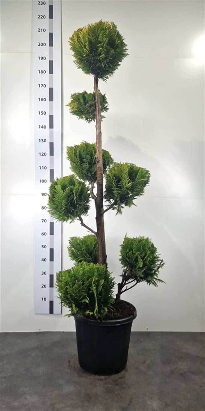 Chamaecyparis l. 'Yvonne' - 160-180 CM Ponpon Cont.